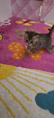 BKH-Kitten Reinrassig