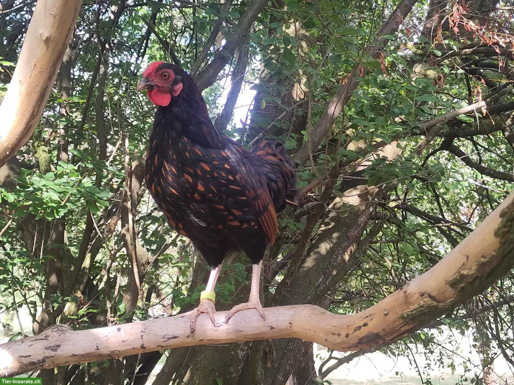 Zwerghahn Mix, Zwerg-Wyandotte x Sebright