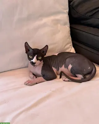 Wunderschöne Sphynx-Elf Katze, reinrassig zu verkaufen