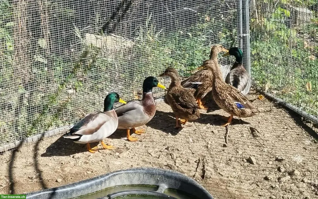 Junge Stockenten aus Naturbrut zu verkaufen