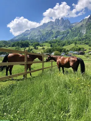 Freie Pferdeboxen auf dem Schlösslihof in Sax SG