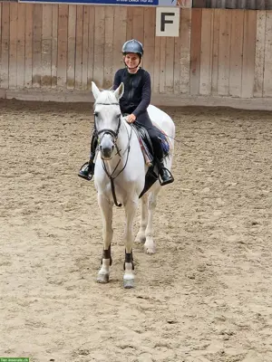 Suche Reitbeteiligung im Raum Wil SG