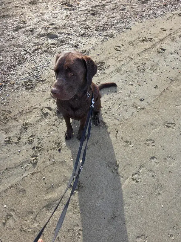 Schoggibrauner Labradorrüdr