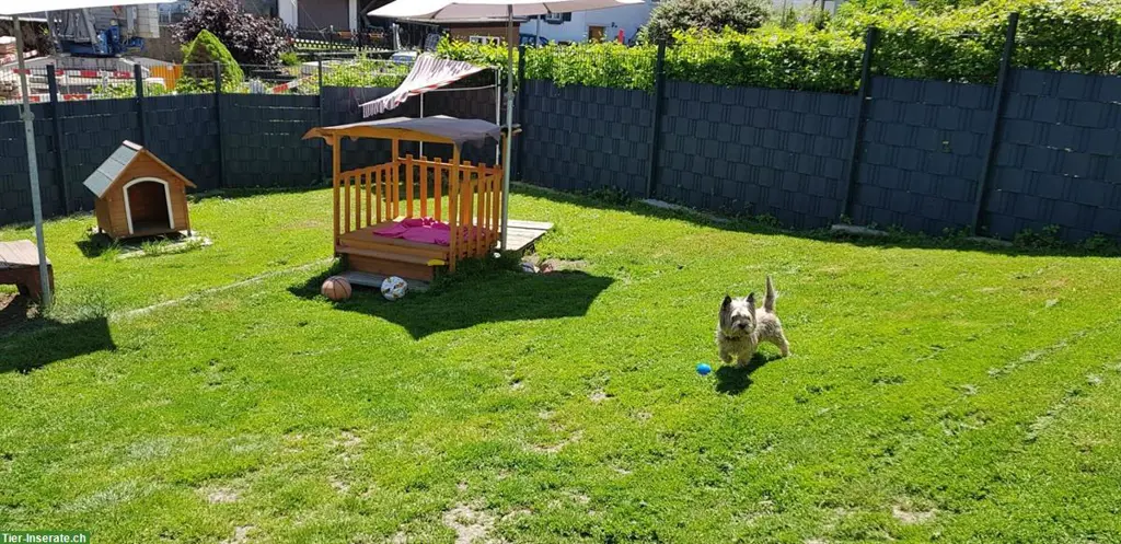 Hundepension, Ferienhund, Tageshund, Hundebetreuung, Hundeschule