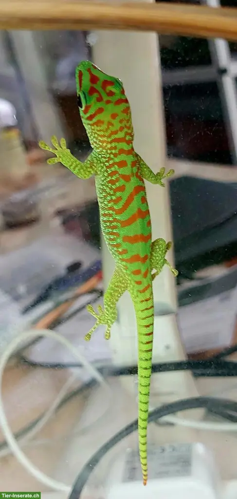 Phelsuma grandis, grosser Taggecko