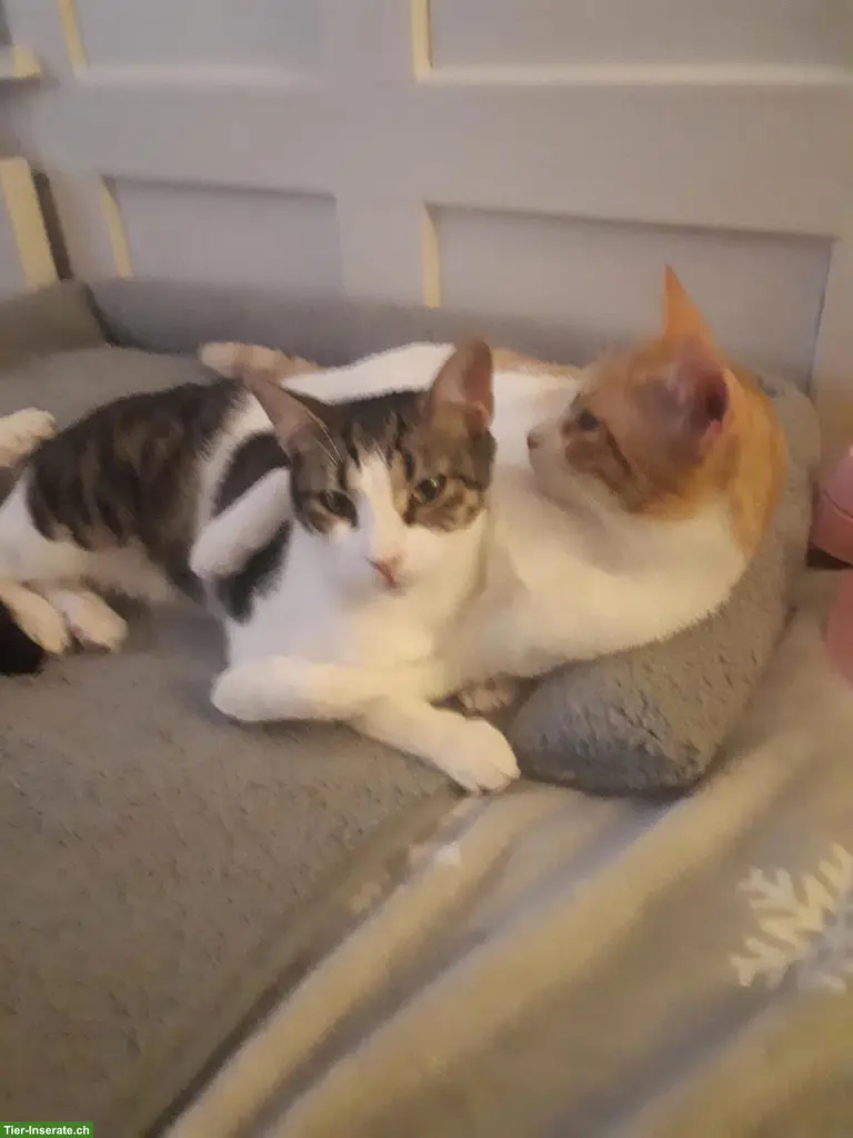 2 Pflegekatzen, Kater & Kätzin, suchen liebes Zuhause