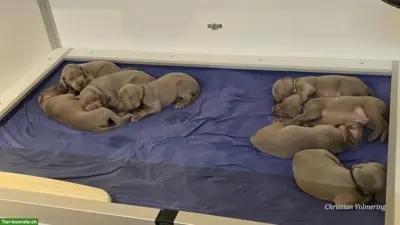 Weimaraner Welpen Zwinger from Spirit-of-Eywa