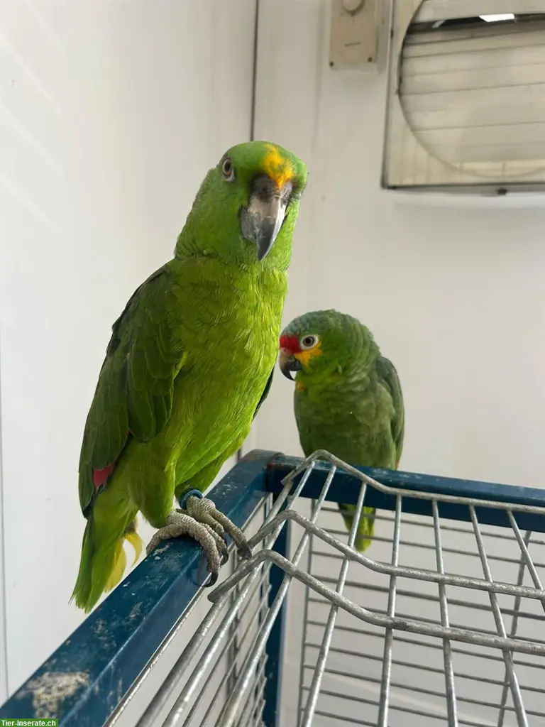 Amazonen Papageien Pärchen sucht neues Zuhause