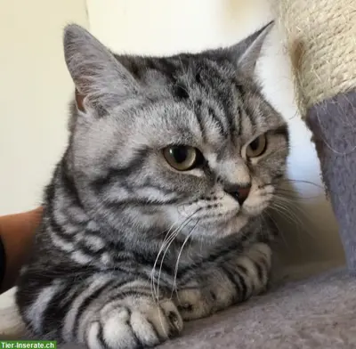 Wunderschöner BKH Deckkater silver tabby