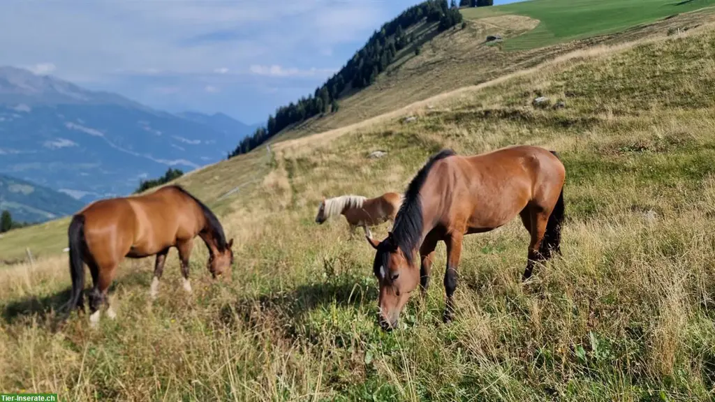 Sommerweiden für Pferde und Ponies im Graubünden