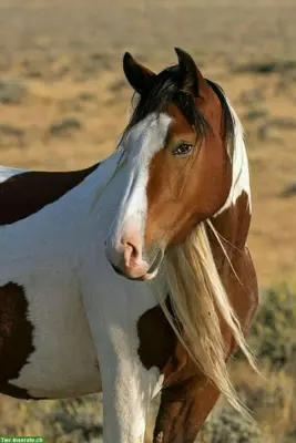 Suche cooles Westernhorse für schöne Ausritte