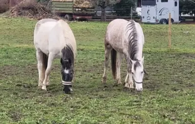 Suche 2 Boxe od. Offenstall für Wallache - DE Grenzgebiet Schaffhausen