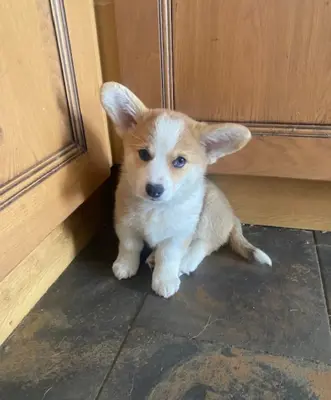 2 wunderschöne Pembroke-Welsh-Corgi-Welpen zu verg