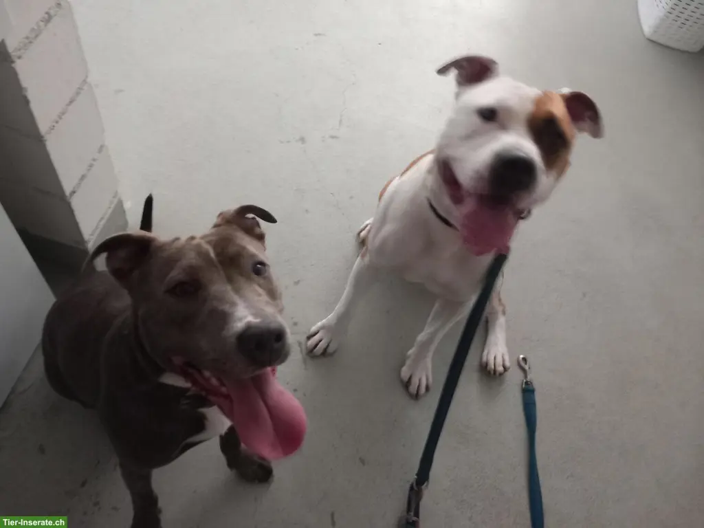 Suche Ferienplatz für Amstaff-Rüde & Pitbull-Mischlingshündin