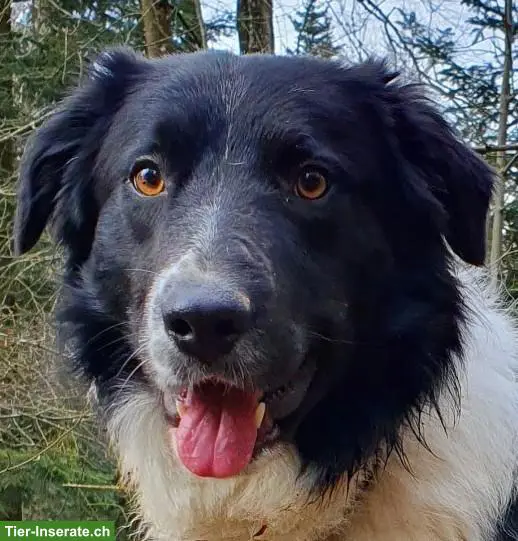 Border Collie Deckrüde, KEIN Verkauf