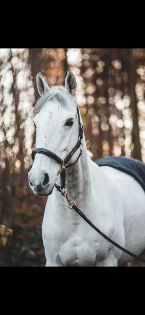 Reitbeteiligung gesucht