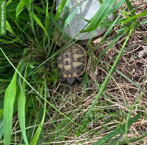 Griechische Landschildkröten-Babys zu verkaufen
