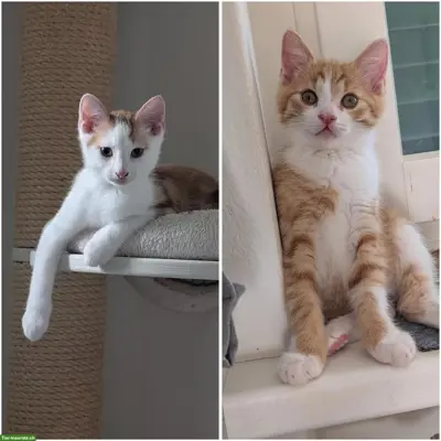 Kätzchen Ginger & Pucci suchen Zuhause mit späterem Freigang