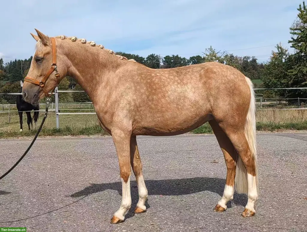 Palomino-Stute QUEENY, eine kleine Königin mit grossem Potenzial ✨