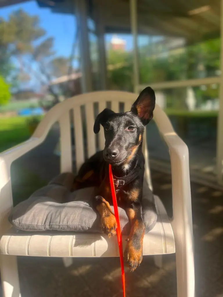4cf39652-2268-4933-8d21-ec347ef0d6a0-Zorro Juli1.jpg