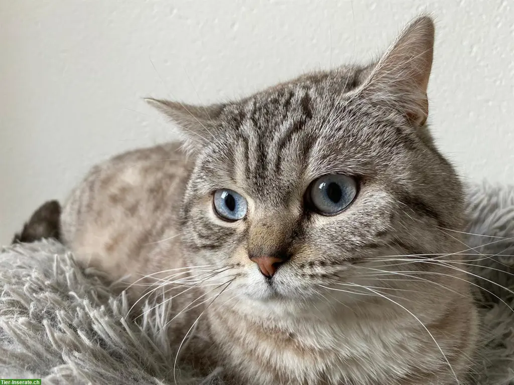 Deckkater BKH blue tabby point