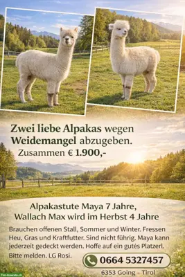 Alpaka-Stute Maya & Alpaka-Wallach Max