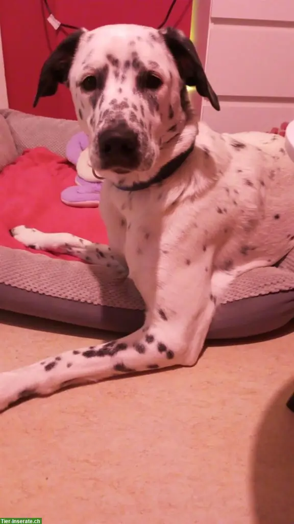 Hündin Nala sucht ein wunderschönes Zuhause