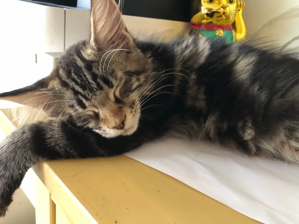 Maine Coon Kitten mit Stammbaum zu verkaufen