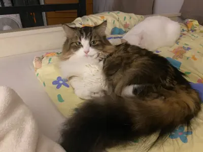 Verkaufe halbe Perser Katze