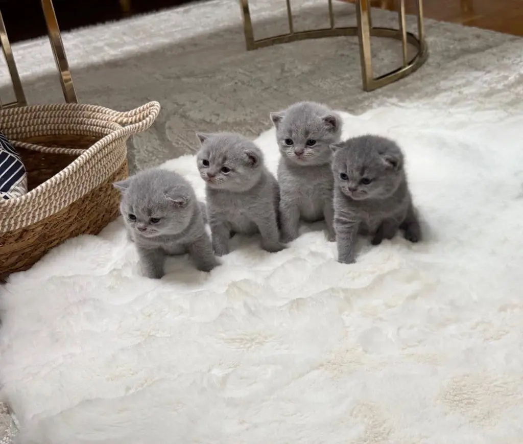BKH Kitten