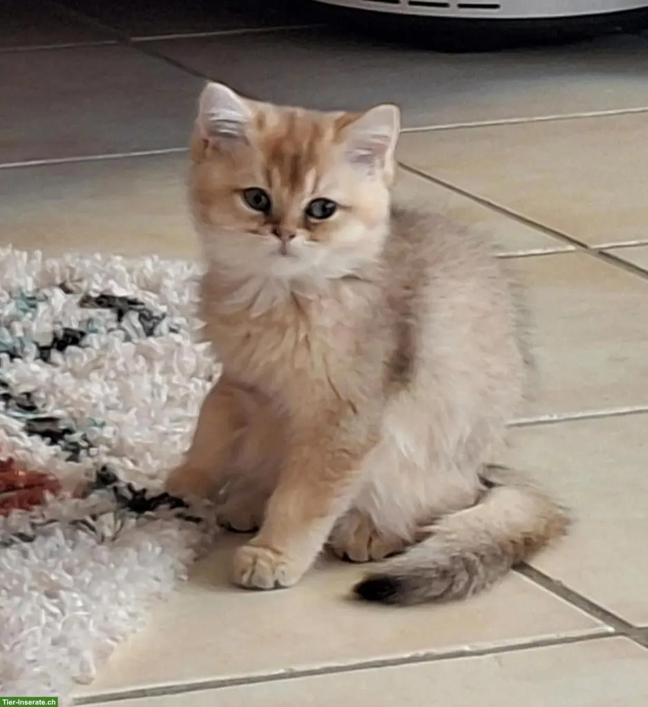 Britisch Kurzhaar Black Golden Katerli mit Stammbaum sucht Zuhause