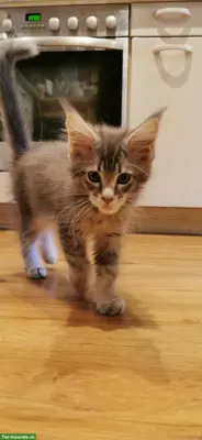 Maine Coon Kitten mit Stammbaum