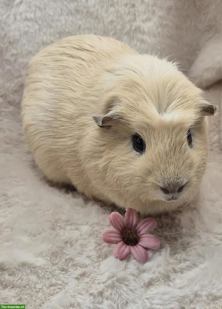 Wunderschöner Meerschweinchen Spätkastrat