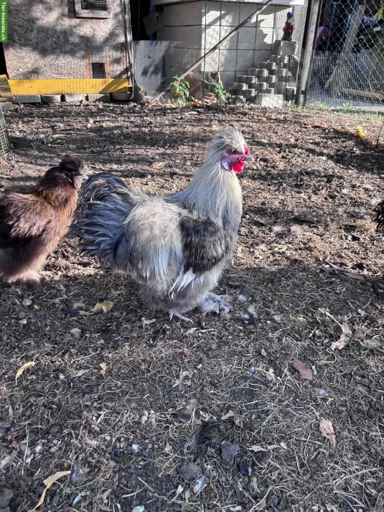 Seidenhuhn Hähne zu verschenken