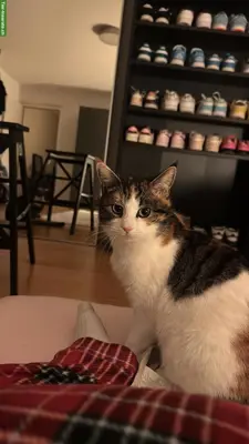 Süsse Katze sucht Freigang-Zuhause
