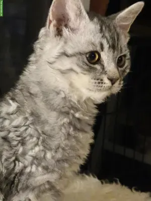 2 wunderschöne Selkirk Rex Kater suchen ihr Zuhause