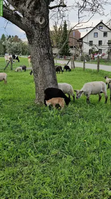 Ouessant Aue GESUCHT als weiteres Herdenmitglied 🐑