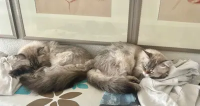 Britisch Long Hair Katzenbrüder