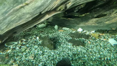 Antennenwelse (Ancistrus dolichopterus)
