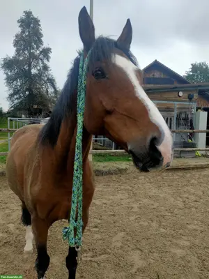 Pflege-/Reitbeteiligung auf 15-jährigem Wallach in Dielsdorf