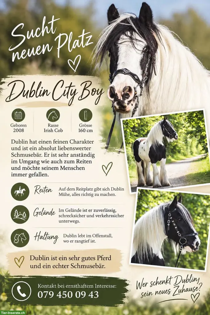 Grosser Irish Cob Wallach steht zum Verkauf