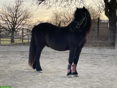Pflegepony/Shetty sucht Beschäftigung, Rifferswil ZH