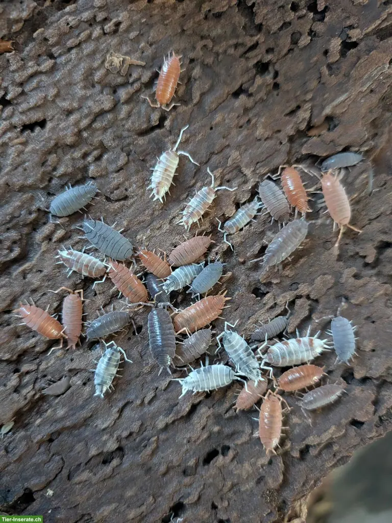 Porcellionides pruinosus Mix Asseln