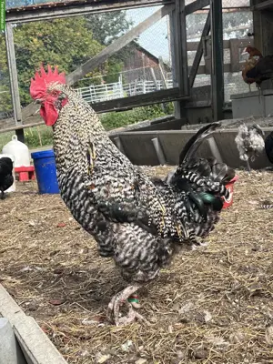 Araucana Mix Hähne aus Naturbrut