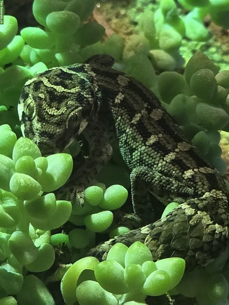 Rübenschwanzgecko / Viperngecko aus eigener Zucht