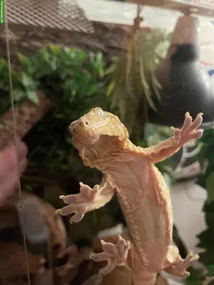 0.2 Neukaledonische Riesengeckos (Rhacodactylus leachianus)