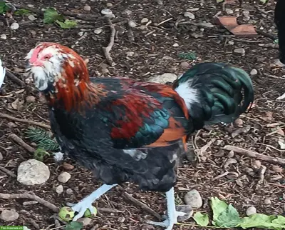 Seltene Ameraucana Junghähne, weizenfarbig