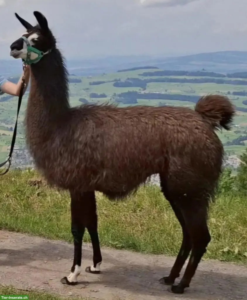Trekking Lama Hengst, kastriert abzugeben