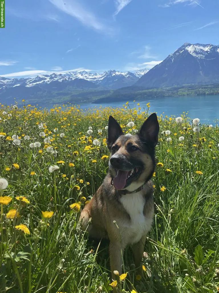 Suche Hundesitter in Umgebung Allschwil BL