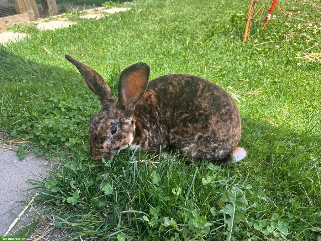 Schöner Rexkaninchen Bock zu verkaufen